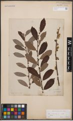 Foto von Salix cinerea L.